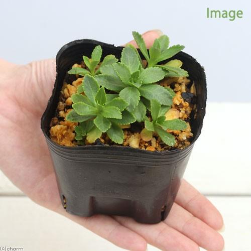 チャーム（charm） （山野草）キク（菊） ハマギク（浜菊） 3号（1