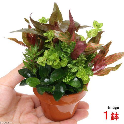 激安セール 水草 素焼き鉢 ナナプチとクリスマスカラーの寄せ植えミックス １鉢 水上葉