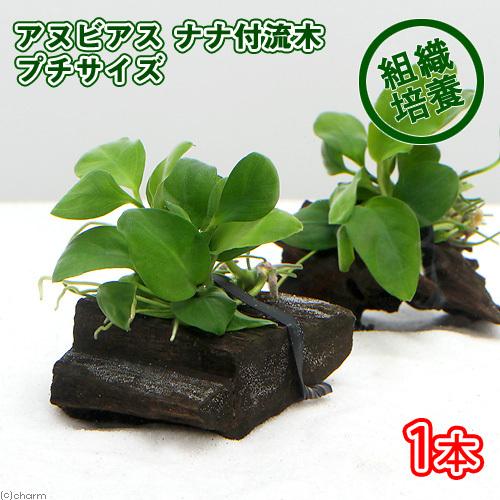 水草 組織培養 アヌビアスナナ 流木付 ミニサイズ １本 約８ｃｍ以下 無農薬 22新発