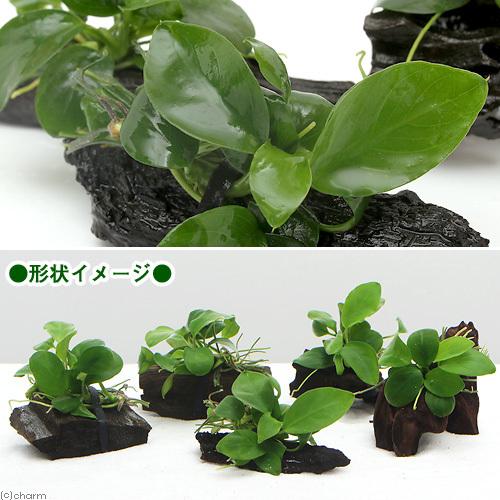 チャーム（charm） （水草）☆組織培養☆ アヌビアスナナ 流木 ミニ