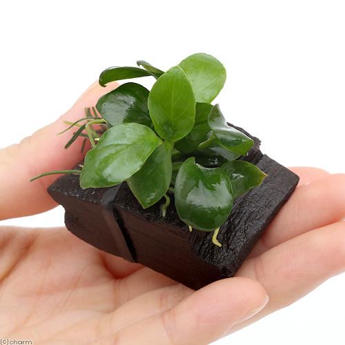 チャーム（charm） （水草）☆組織培養☆ アヌビアスナナ 流木 ミニ