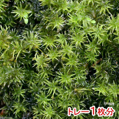 チャーム（charm） （観葉植物）テラリウム 苔 半トレー スナゴケ