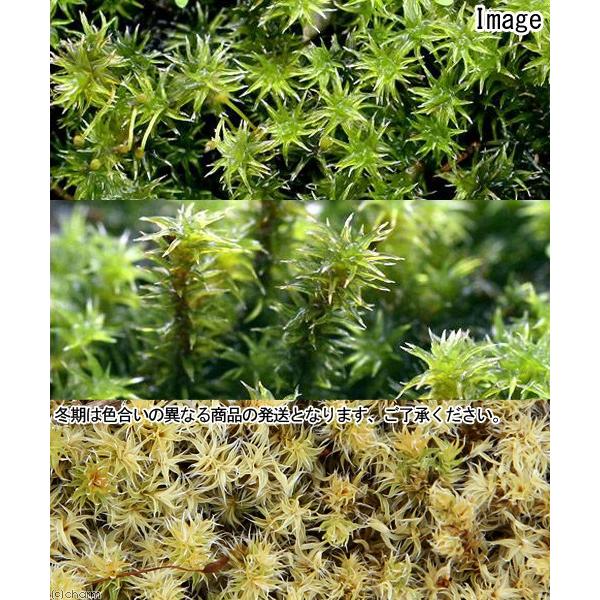 チャーム（charm） （観葉植物）テラリウム 苔 半トレー スナゴケ