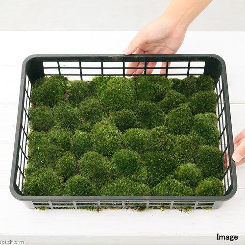 チャーム（charm） （観葉植物）テラリウム 苔 半トレー ヤマゴケ