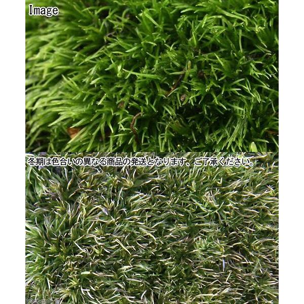 チャーム（charm） （テラリウム）苔 半トレー ヤマゴケ