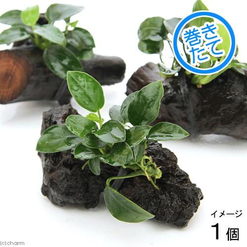 チャーム（charm） （水草）アヌビアスナナ プチ 流木 ミニサイズ（約