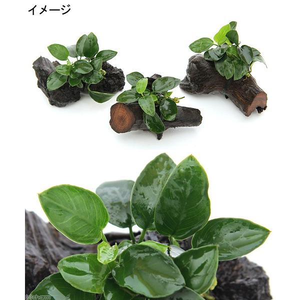 チャーム（charm） （水草）アヌビアスナナ プチ 流木 ミニサイズ（約