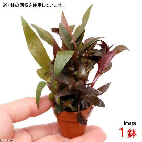 チャーム（charm） （水草）プチ素焼き鉢 おまかせ寄せ植えミックス