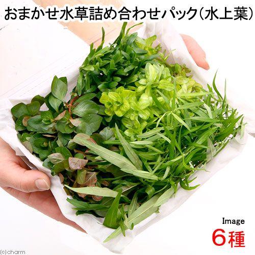 再再販 水草 おまかせ水草詰め合わせパック ６種 水上葉 無農薬 １パック