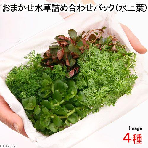 （水草）おまかせ水草詰め合わせパック　４種（計４０本）（水上葉）（無農薬）（１パック） | チャーム（ペット）