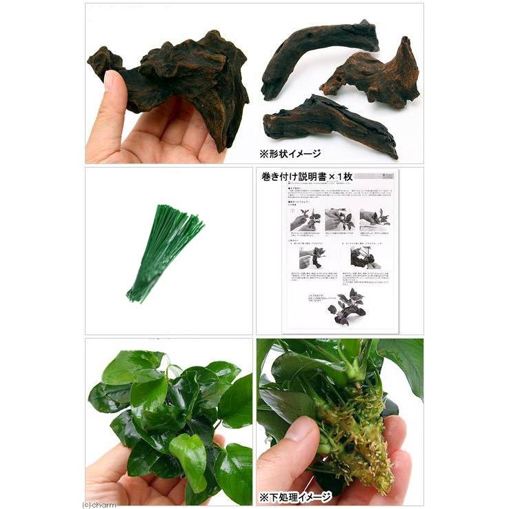 チャーム（charm） （水草）初心者向け アヌビアスナナ 流木巻き付け