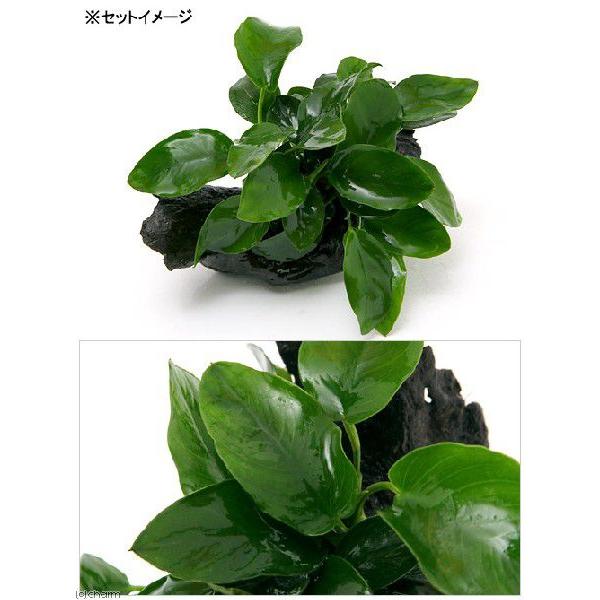 チャーム（charm） （水草）初心者向け アヌビアスナナ 流木巻き付け