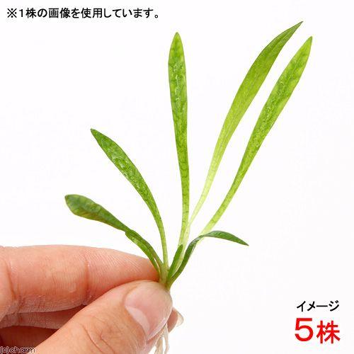 チャーム（charm） （水草）エキノドルス アルゼンチン（インボイス
