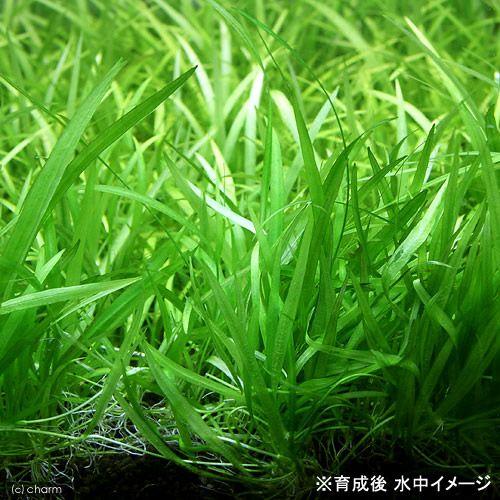 チャーム（charm） （水草）エキノドルス アルゼンチン（インボイス