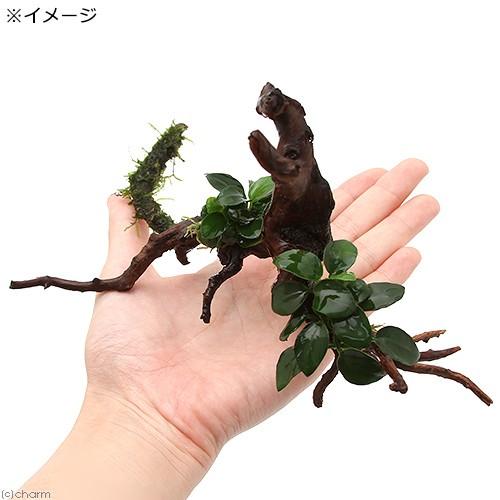 チャーム（charm） （水草）アヌビアスナナ プチ＆おまかせモス 枝状