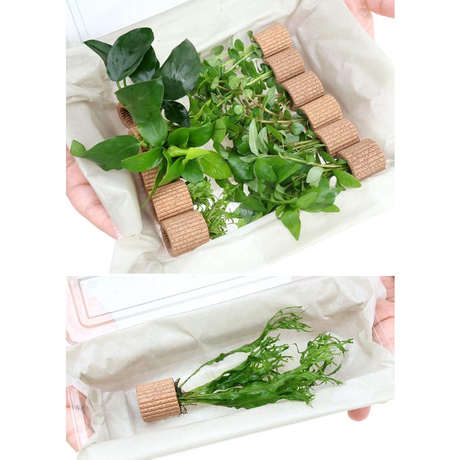 新鮮な水草 手のひらサイズ 新鮮な水草 手のひらサイズ