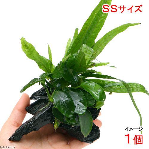 海外輸入 水草 アヌビアスナナ ミクロソリウム プテロプス付 流木 ｓｓサイズ １本 約１０ｃｍ
