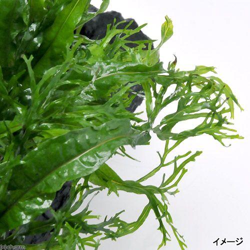 チャーム（charm） （水草）ミクロソリウム ウェンディロフ付 流木DX