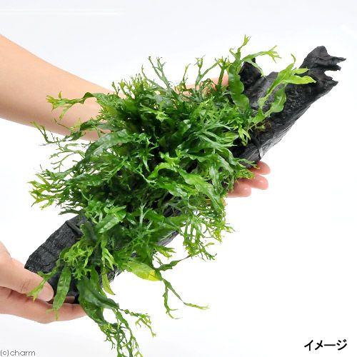 【特大】流木活着済み！ミクロソリウム ウェンディロフ チャーム（charm） （水草）ミクロソリウム ウェンディロフ付 流木DX