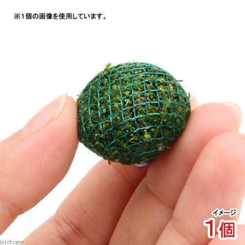 ウイローモス 60g-70g ウィローモス 水草 産卵床 無農薬 (水草) 国産無