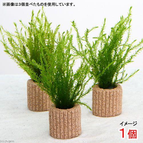 出色 水草 ライフマルチ 茶 ノコギリカワゴケカーテン 無農薬 １個