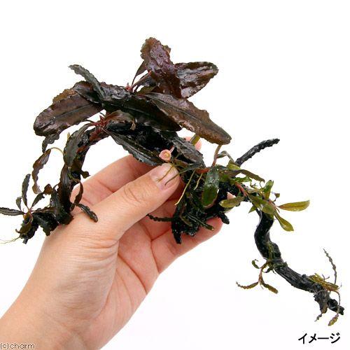 チャーム（ペット） （水草）ブセファランドラ4種8株付 枝状流木 S 