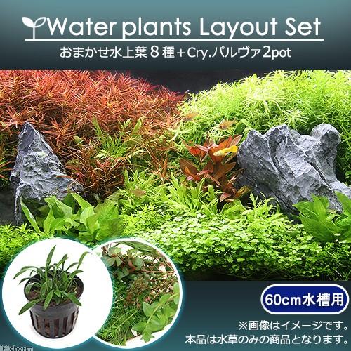 チャーム（charm） （水草）おまかせ水上葉 レイアウトセット 60cm