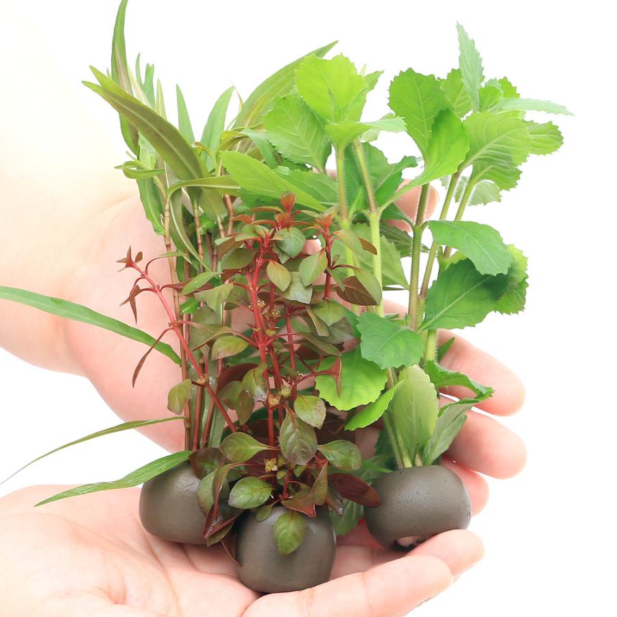 水草 置くだけ簡単 マルチリングブラック 黒 おまかせ有茎草３種３個