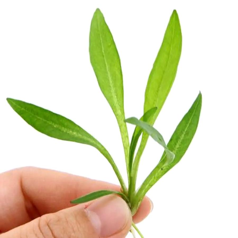 水草 チェーンアマゾン 水上葉 無農薬 ５株 北海道航空便要保温 4303 チャーム Charm ヤフー店 通販 Yahoo ショッピング