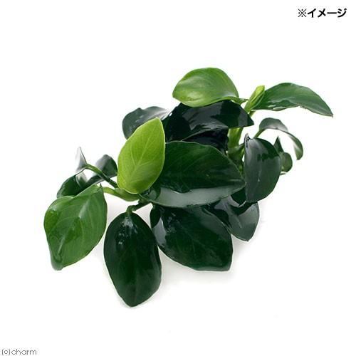 本日特価 水草 下処理済み アヌビアスナナ プチ 水上葉 ５ポット分 北海道航空便要保温
