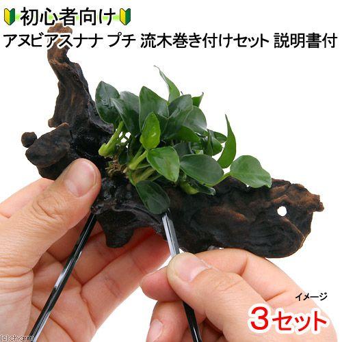 チャーム（charm） （水草）初心者向け アヌビアスナナ プチ 流木