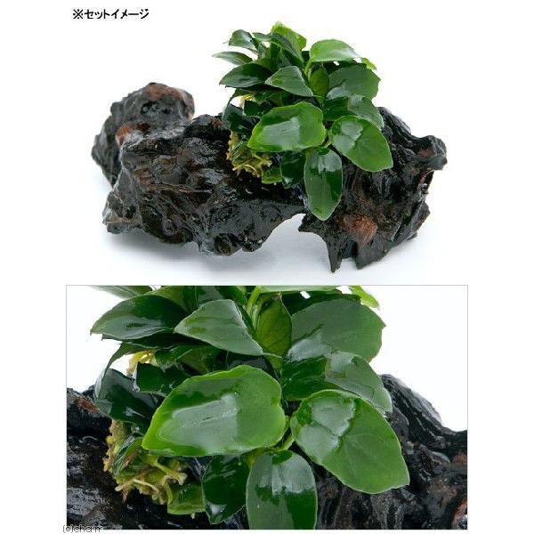 チャーム（charm） （水草）初心者向け アヌビアスナナ プチ 流木