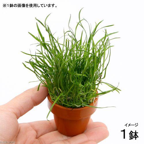 63 Off 水草 ミニ素焼き鉢 コブラグラス モーリシャス 水上葉 無農薬 １鉢
