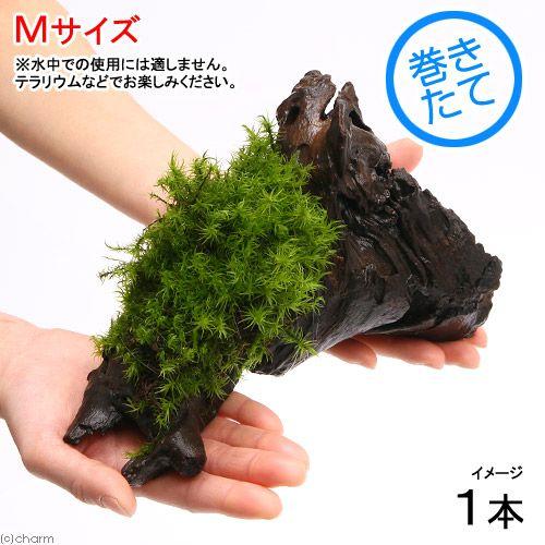 観葉植物 苔 テラ向け シッポゴケ付流木 てなグッズや 約２０ｃｍ ｍサイズ １本