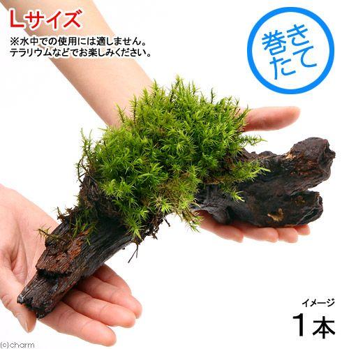 観葉植物 苔 テラ向け シッポゴケ付流木 ｌサイズ 約２５ｃｍ １本 Helarahas Com