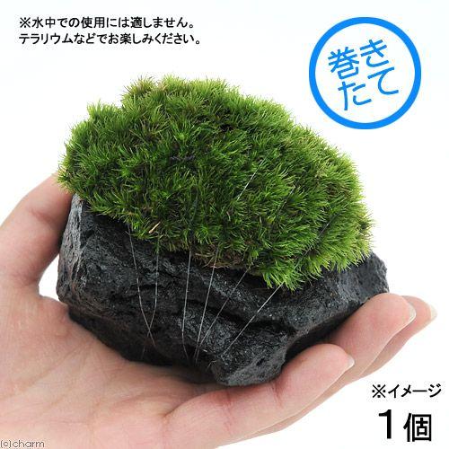 （観葉植物）テラリウム　苔　テラ向け　ヤマゴケ付溶岩石　Ｓサイズ（約８〜１０ｃｍ）（１個）（Yahoo!・チャーム charm ヤフー店）