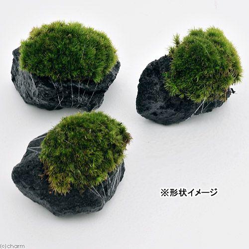 チャーム（charm） （観葉植物）テラリウム 苔 テラ向け ヤマゴケ付