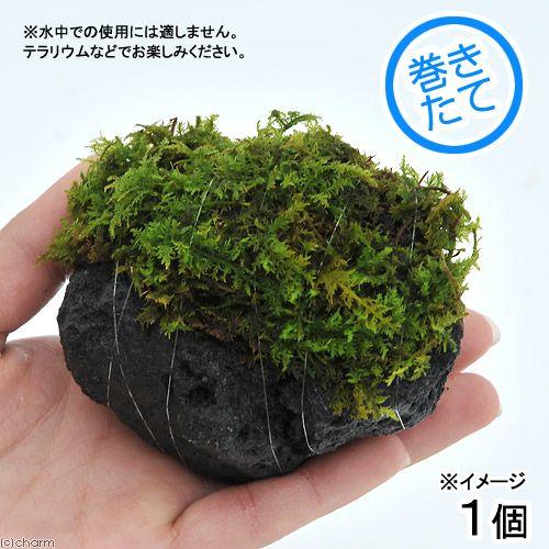 【保障できる】 観葉植物 苔 テラ向け シノブゴケ付溶岩石 １個 約８〜１０ｃｍ 買取 Ｓサイズ