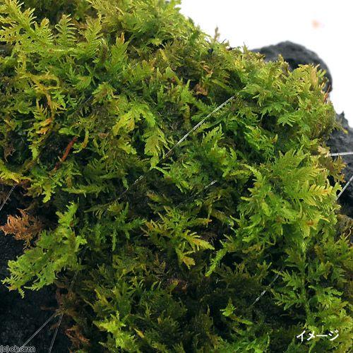 チャーム（charm） （テラリウム）苔 テラ向け シノブゴケ付溶岩石 S