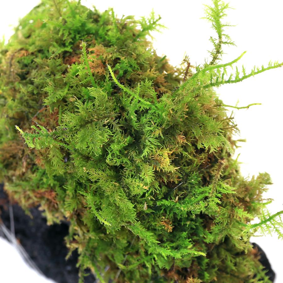 チャーム（charm） （観葉植物）テラリウム 苔 巻きたて シノブゴケ付