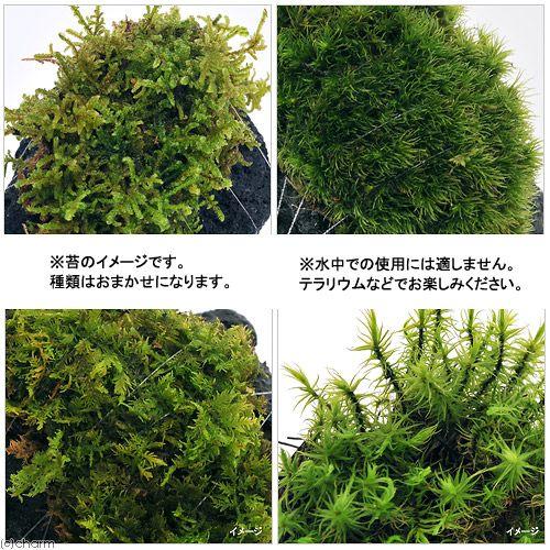 チャーム（charm） （観葉植物）テラリウム 苔 テラ向け おまかせ苔付