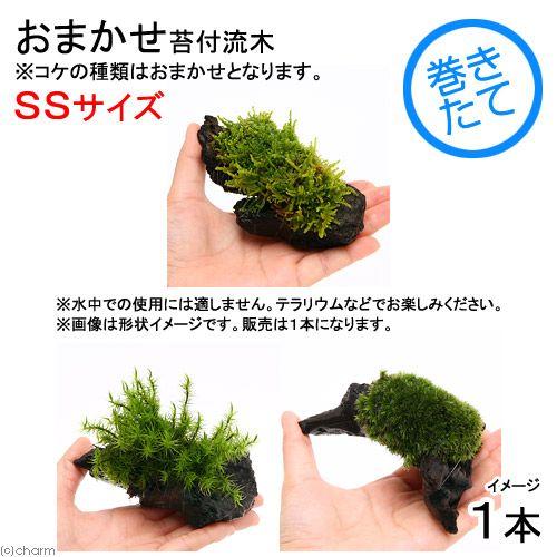 チャーム（charm） （観葉植物）テラリウム 苔 テラ向け おまかせ苔付