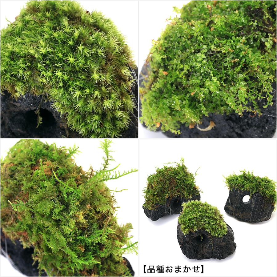 チャーム（charm） （観葉植物）テラリウム 苔 テラ向け おまかせ苔付