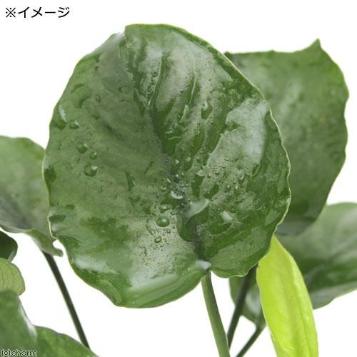 チャーム（charm） （水草）アヌビアス バルテリー ラウンドリーフ（3