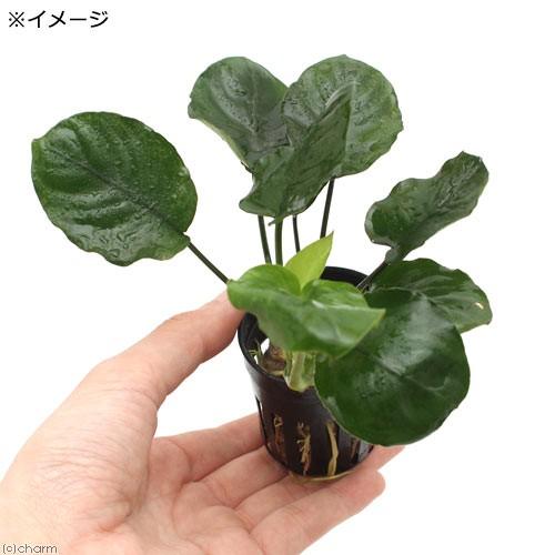 チャーム（charm） （水草）アヌビアス バルテリー ラウンドリーフ（3