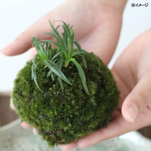 盆栽 苔玉 リュウノヒゲ １個 観葉植物 コケ玉 チャーム Charm Paypayモール店 通販 Paypayモール