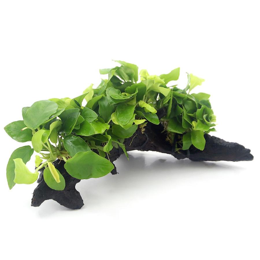 水草)アヌビアスナナ ゴールデン 流木付 DX(水上葉)(1本)(約25cm) :430550:チャーム charm ヤフー店 - 通販 - Yahoo!ショッピング 水草)アヌビアスナナ ゴールデン 流木付 DX(水上葉)(1本)(約25cm) :430550:チャーム charm ヤフー店 - 通販 - Yahoo!ショッピング
