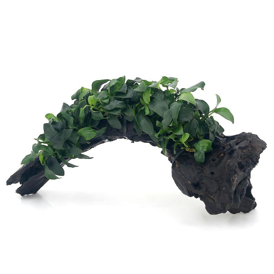 水草)アヌビアスナナ プチ 流木付 DX(水上葉)(1本)(約25cm) チャーム charm PayPayモール店 - 通販 - PayPayモール 水草)アヌビアスナナ プチ 流木付 DX(水上葉)(1本)(約25cm) チャーム charm PayPayモール店 - 通販 - PayPayモール