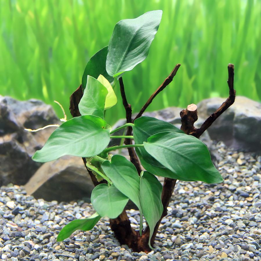 水草 巻きたて アヌビアスナナ ツリー １本 約１５ｃｍ チャーム Charm Paypayモール店 通販 Paypayモール