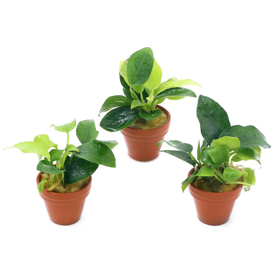 水草 プチ素焼き鉢 アヌビアスナナ ゴールデン ３鉢 チャーム Charm Paypayモール店 通販 Paypayモール